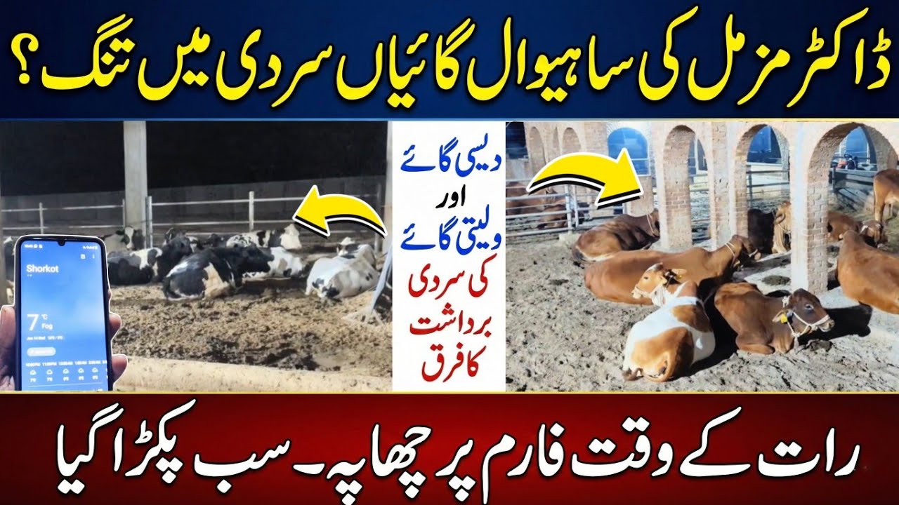 Sahiwal cow and desi cow winter stress management II janwar ko Sardi say bchany ka tareeqa