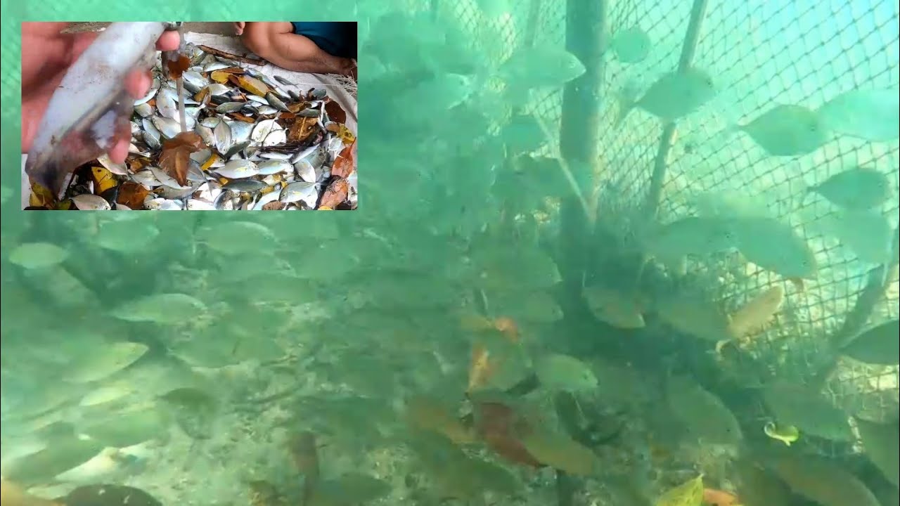 V84.Day6.Part1 - Naka Jackpot kami ang daming isda sa Baklad ( Bunsod ) | Tabina Z.D.S
