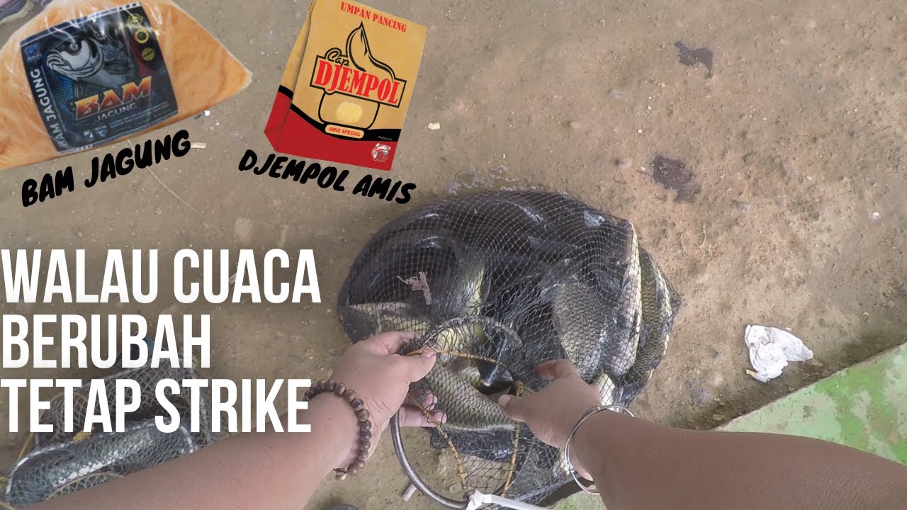 UMPAN BAM JAGUNG ADUN MANCING FEAT DJEMPOL AMIS || WALAU CUACA BERUBAH TETAP BISA STRIKE