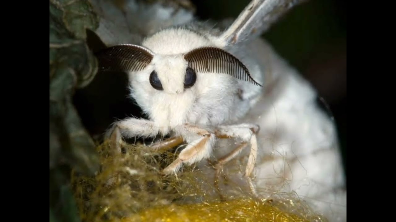 Venezuelan poodle moth , rare animals .  yet to be confirmed by scientists #zoology, strange animals
