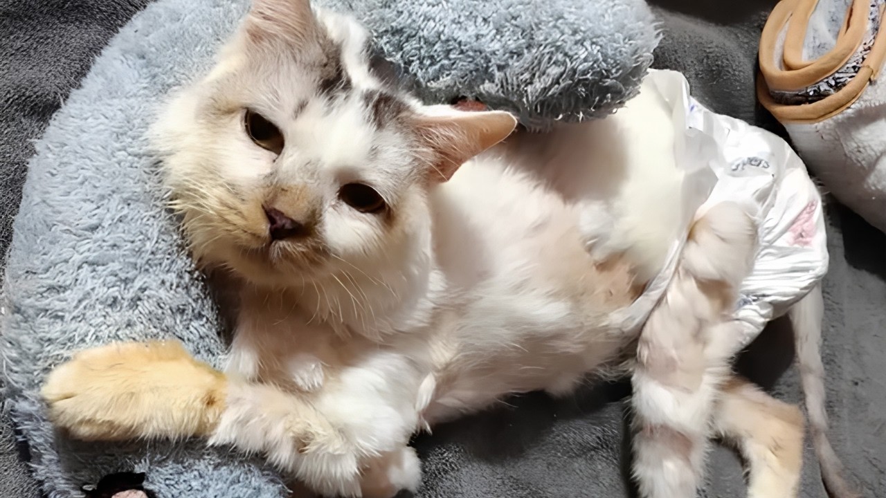 Paralyzed Cat's Daily Fight Inspires Many!