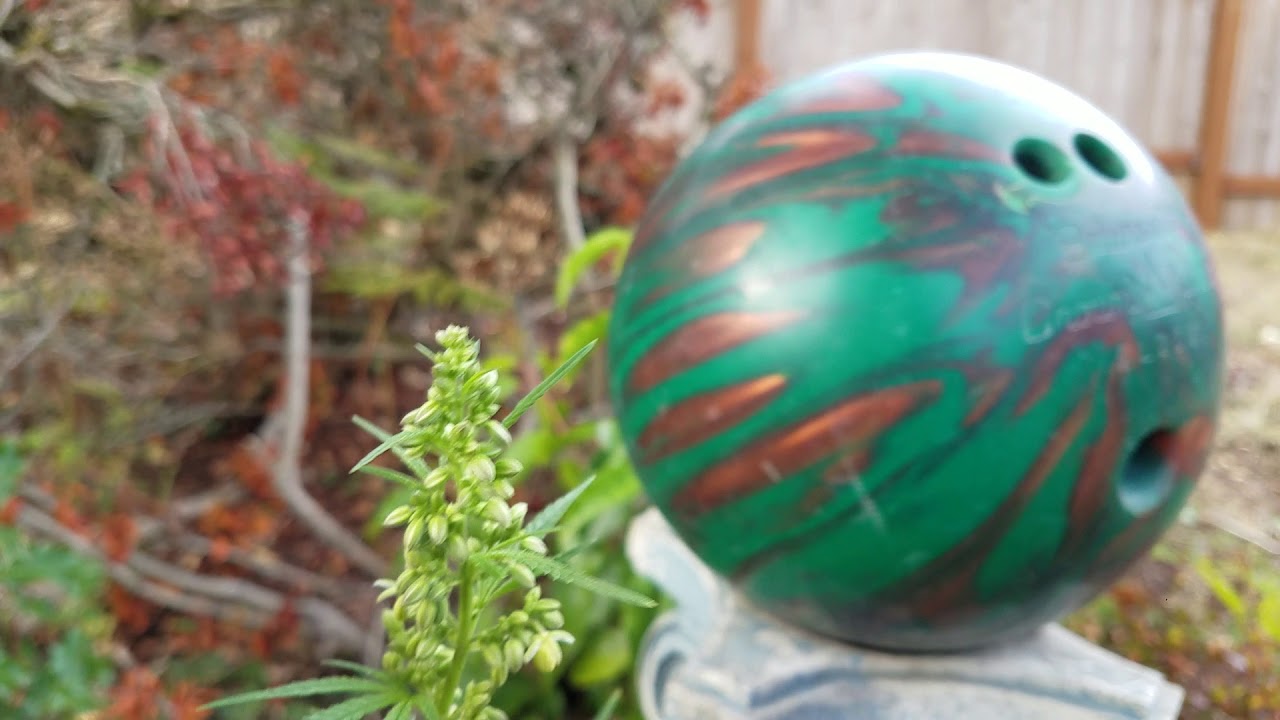 What you don't want your marijuana plants to look like. This is a male. Separate Immediately!