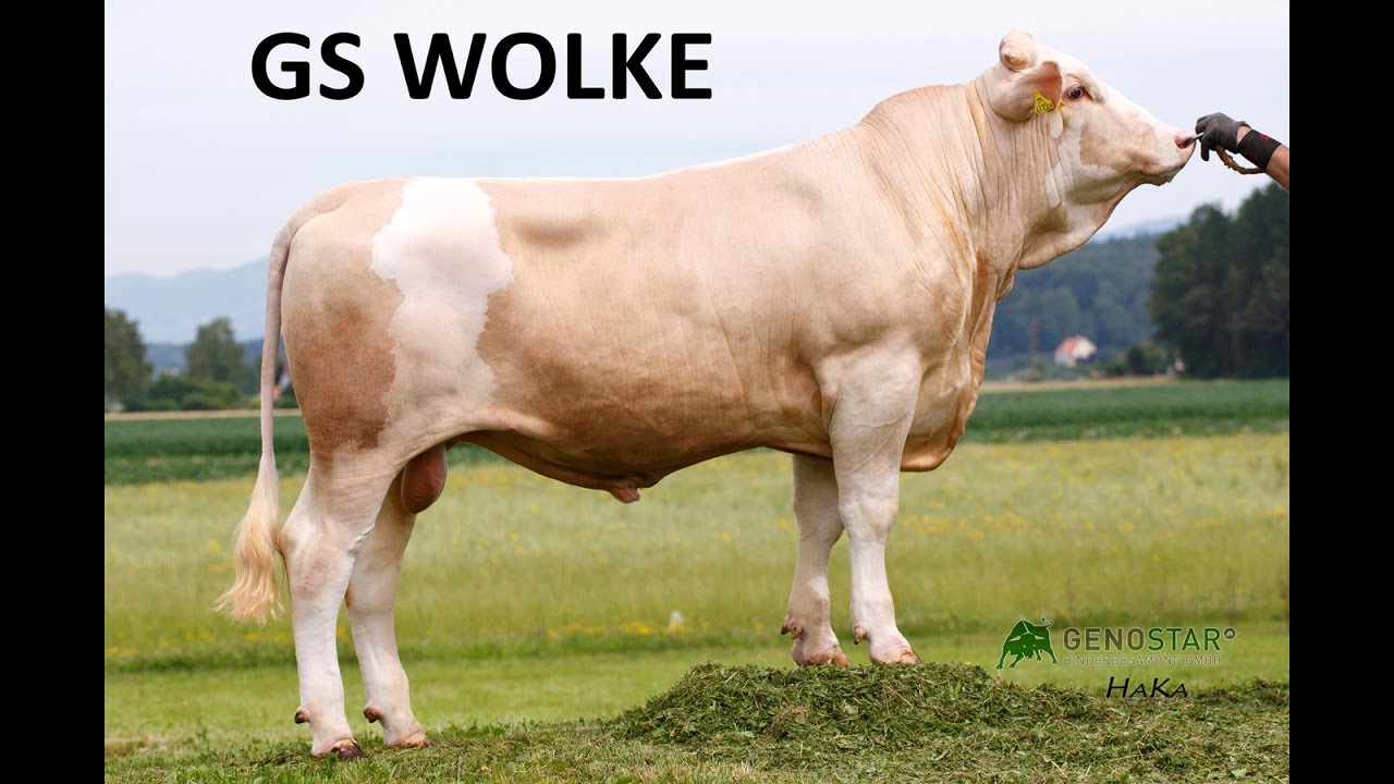 GS WOLKE - Genostars on Stage 2016