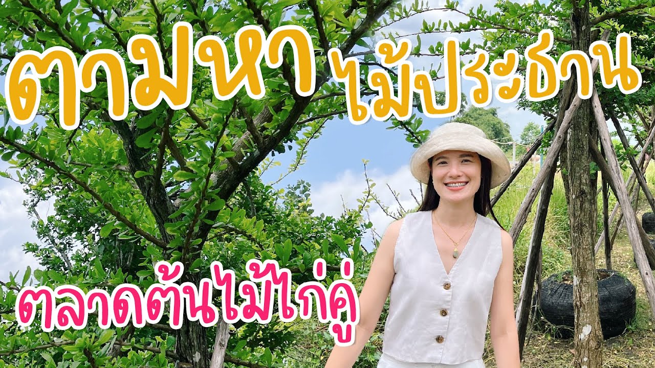 ตามหาไม้ประธาน พาไปตลาดไก่คู่ จังหวัดนครนายก | อยู่กับบ้าน EP.พิเศษ