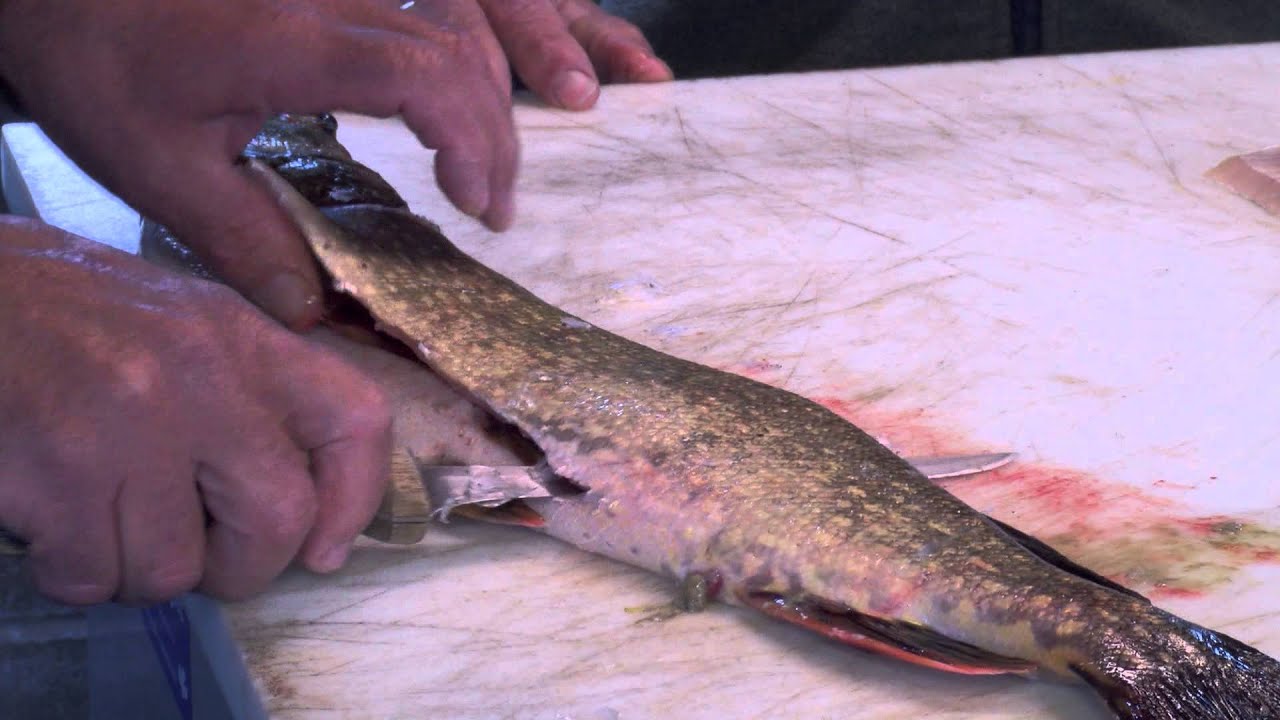 Just Outdoors - How to Debone a Northern Pike V2