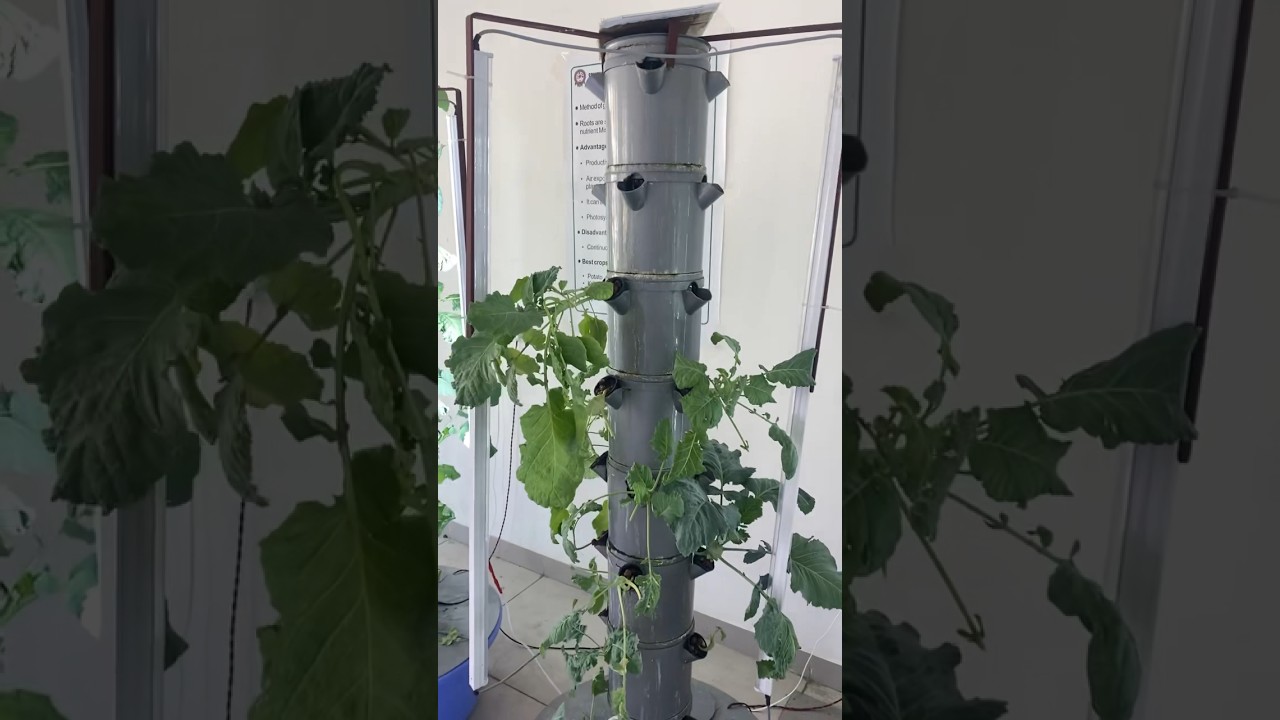 Nutrient Film Technique (NFT) #hydroponics #water #deepwater