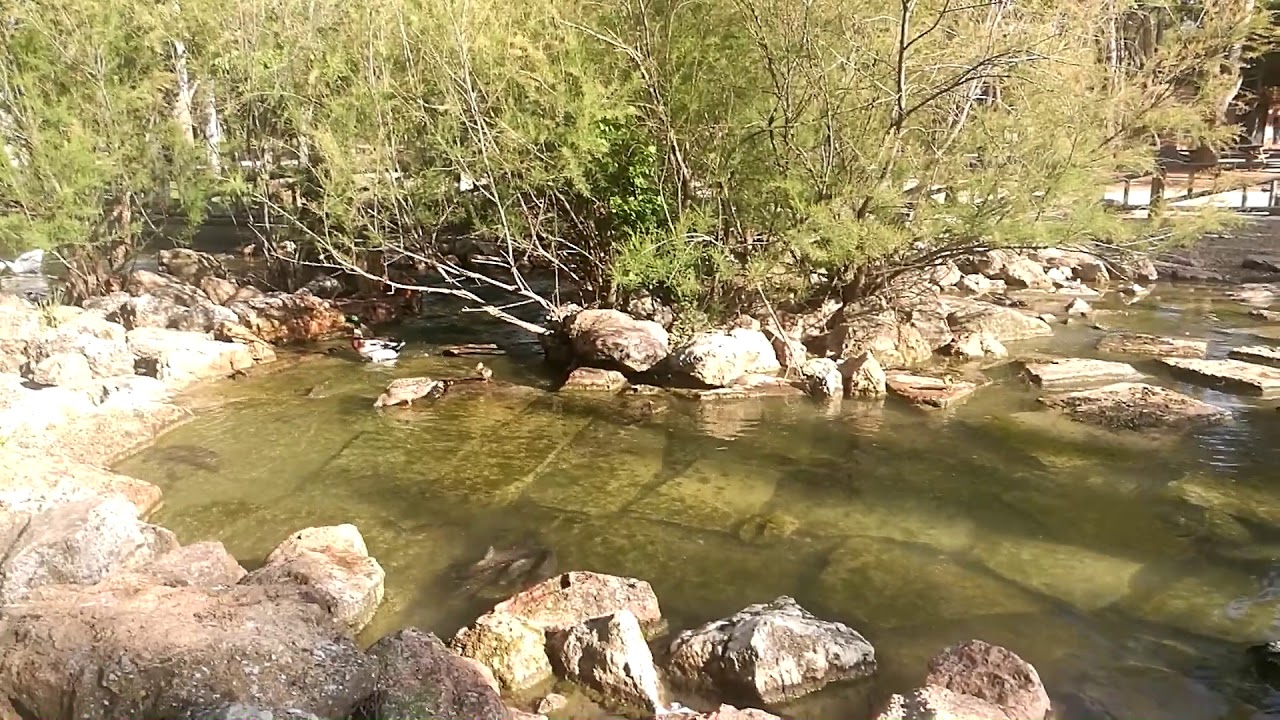 Carpa común  Pez muy dañino para el ecosistema