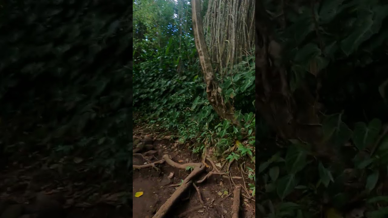 Part 11 of My Adventures to Mānoa Falls