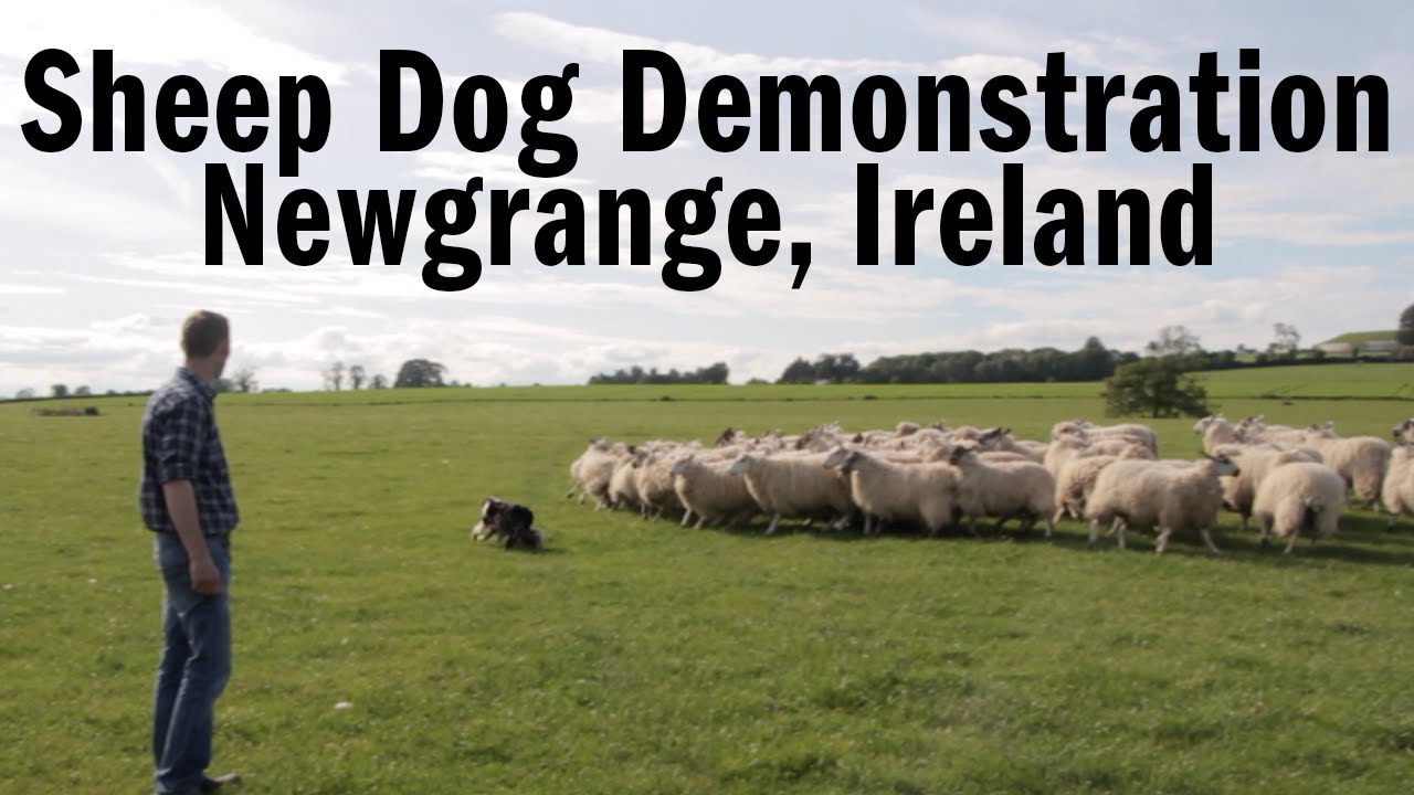 Sheep Dog Demonstration