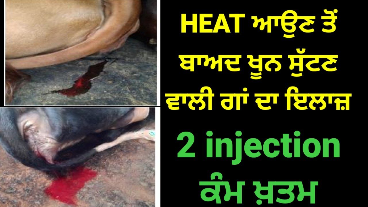 Heat ke bad BLOOD Dene Wale cow ka treatment 