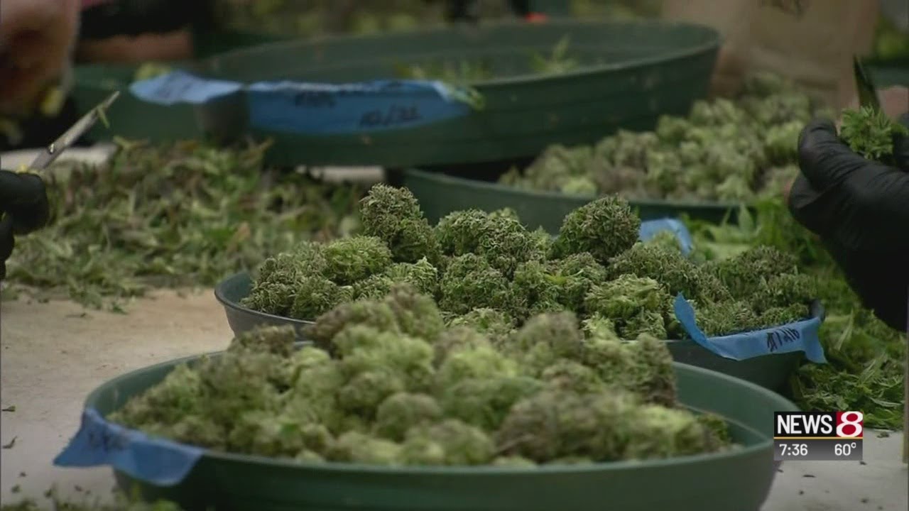 A look at new cannabis study