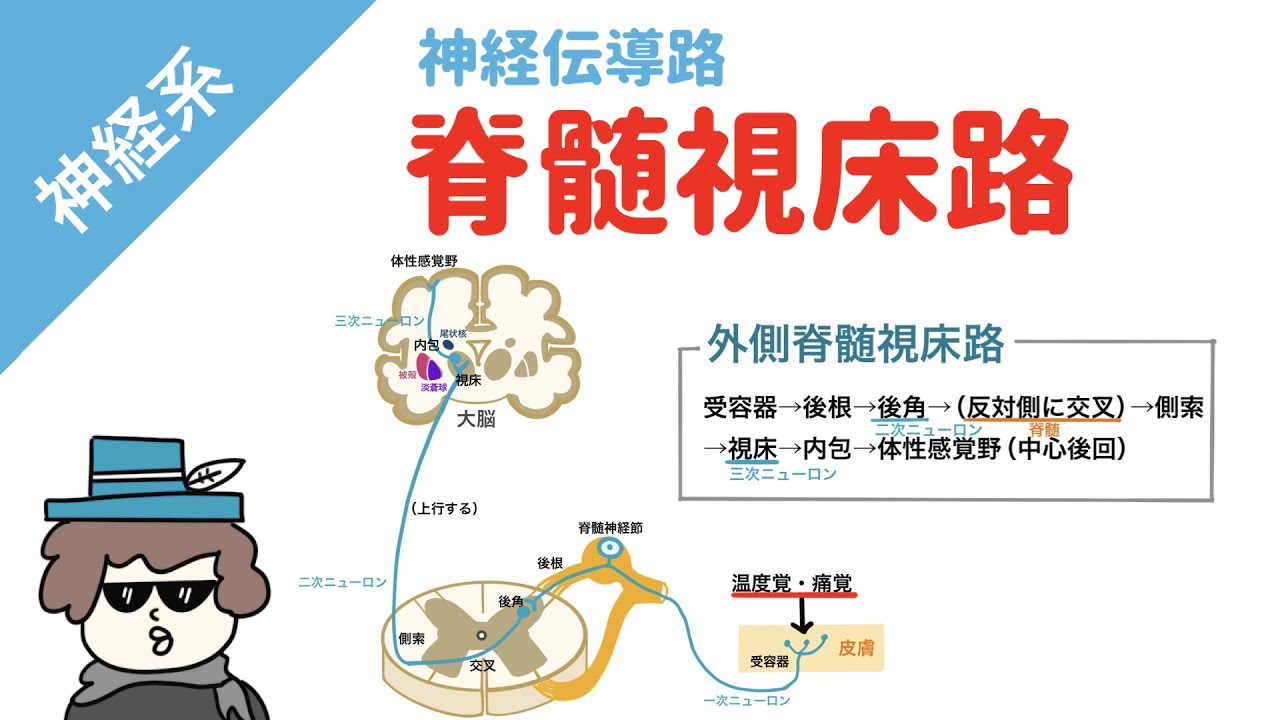 脊髄視床路の覚え方（温痛覚・粗大触圧覚）