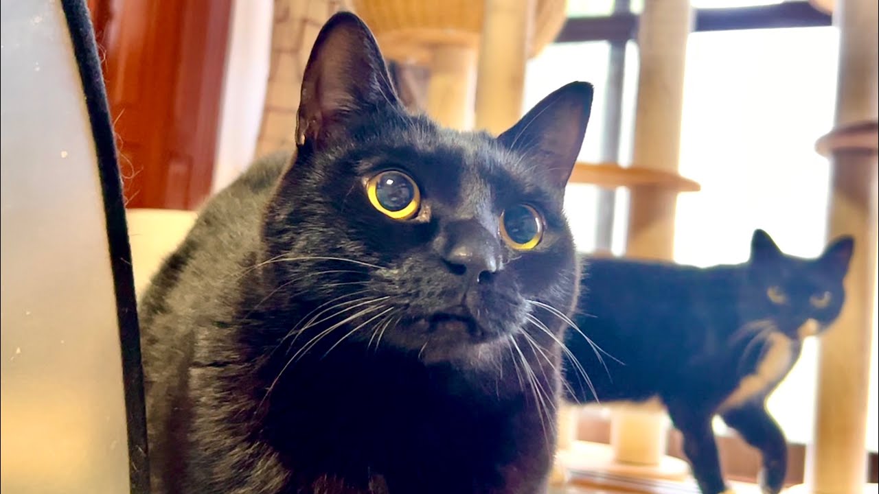 飼い主のニンニク臭を嗅いだ猫の反応