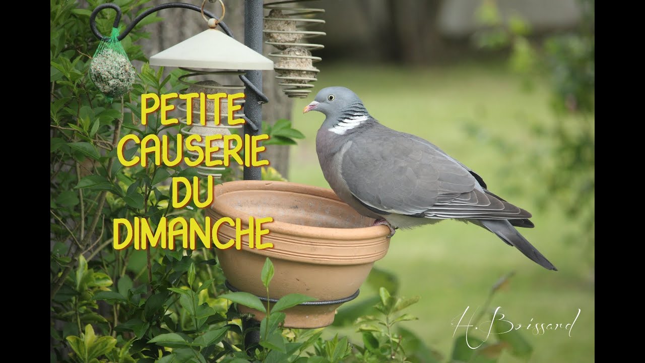 🪶🪶☔️🌧️PETITE CAUSERIE DU DIMANCHE ☔️🌧️🪶🪶