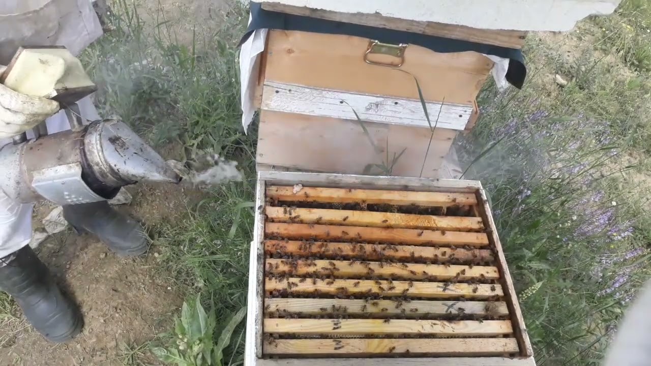 HAZİRAN AYI ARI BAKIMI NASIL OLMALI?Ne zamana kadar oğul kontürolü yapmalıyız?Bal geliyormu?Detaylı