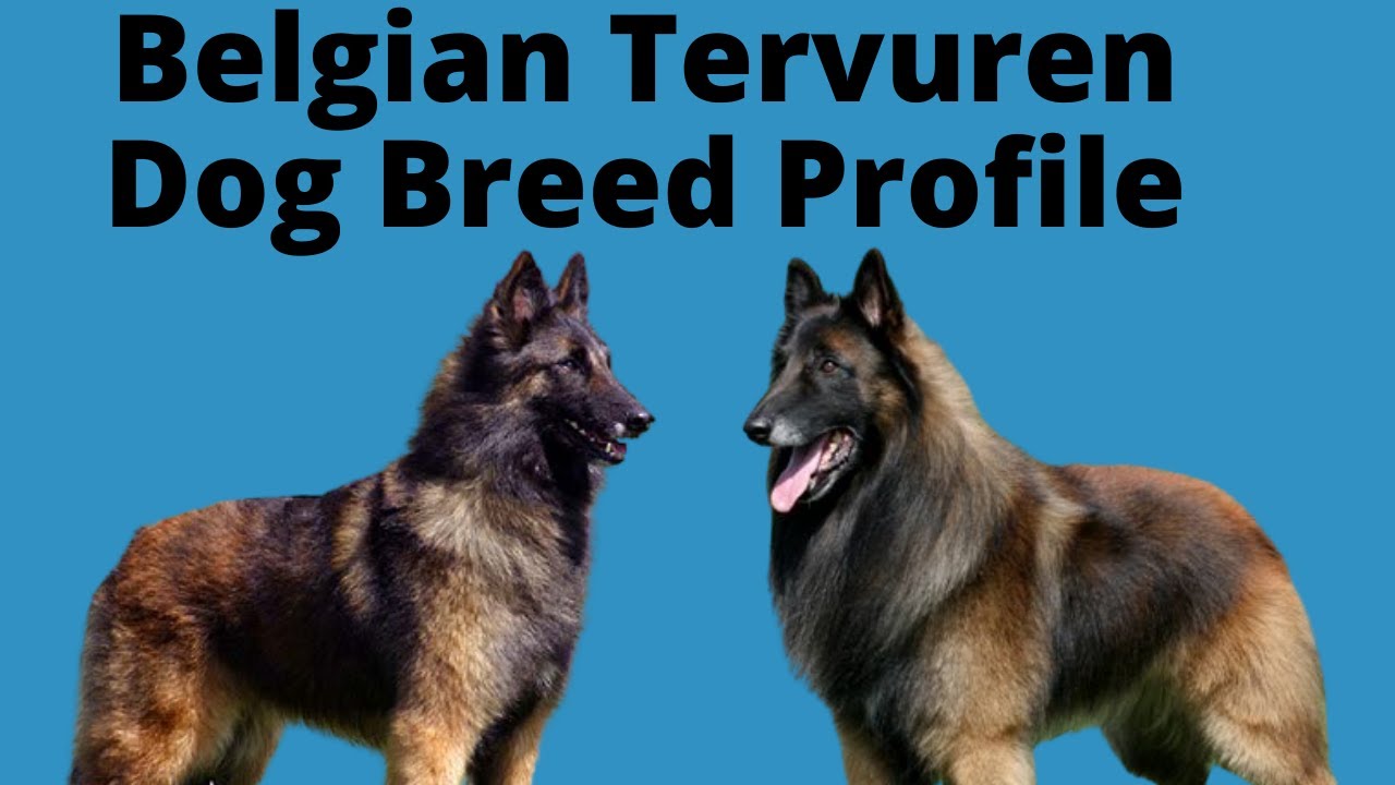 Belgian Tervuren  Dog Breed Profile
