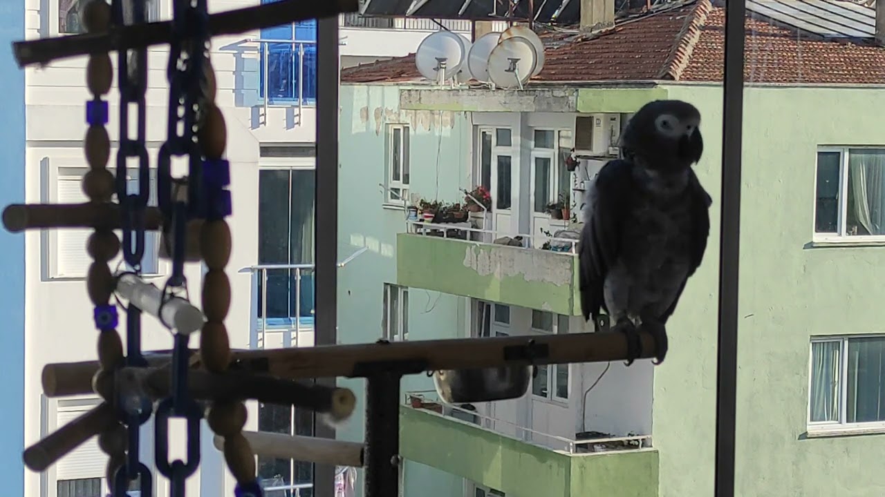 ÇAKILIMDAN ÇİT ÇİT ÇEDENE GİRİŞİ,ESKİLERLE BERABER