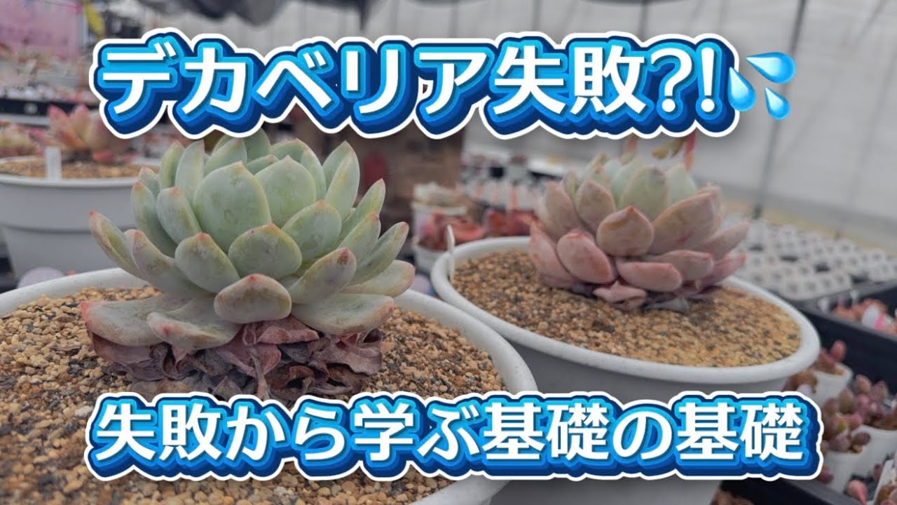 【デカベリア】失敗談💦失敗から学び楽しく育てていこう✊✨【多肉育て方】