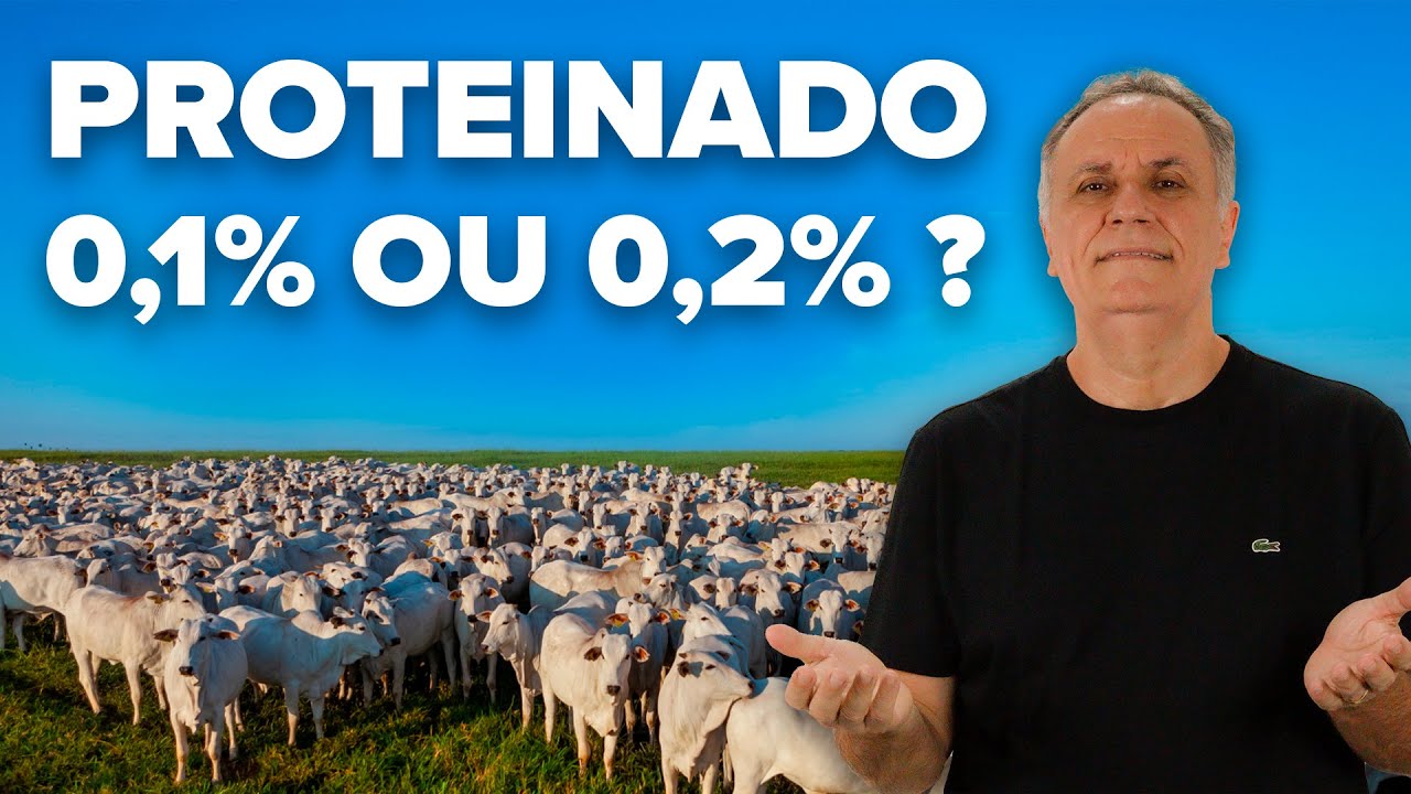 Proteinado 0,1% ou 0,2%, qual da mais resultado?