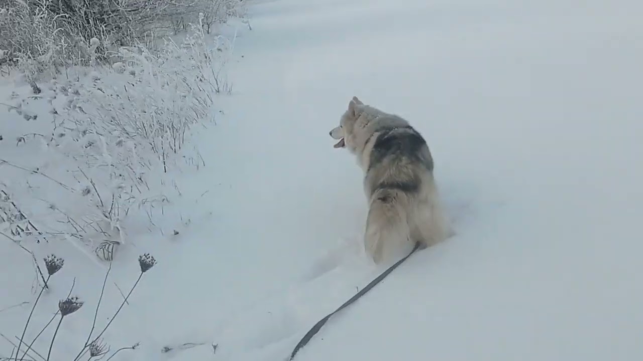 Охота за зайцем. Хаски и мороз -20°.