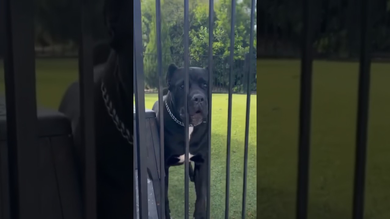 always and forever ♾️ cane corso 🪖warrior 