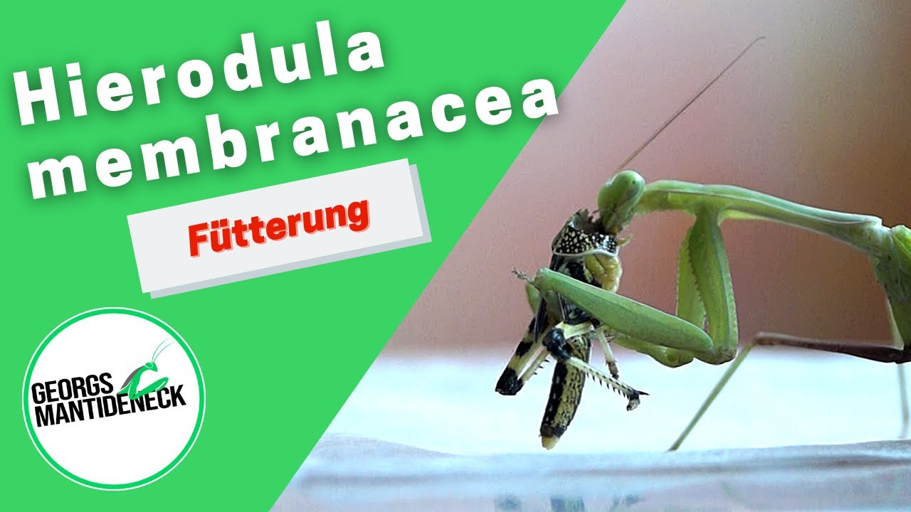 F&uuml;tterung der Hierodula membranacea (Indische Riesenmantis)