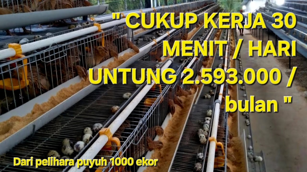 UNTUNG!!! TERNAK 1000 EKOR PUYUH PETELUR