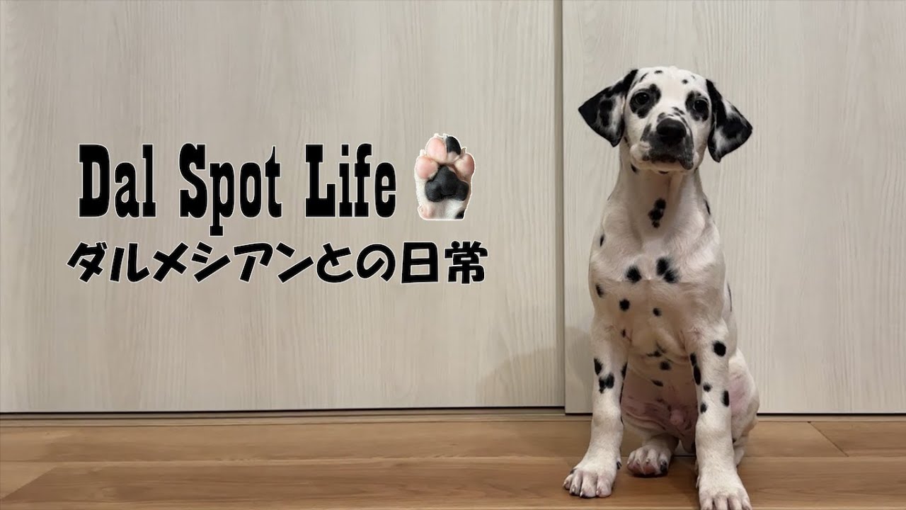 【お迎え初日】生後２ヵ月ダルメシアンの子犬をお迎えしました / We welcomed a 2-month-old Dalmation puppy into our home.