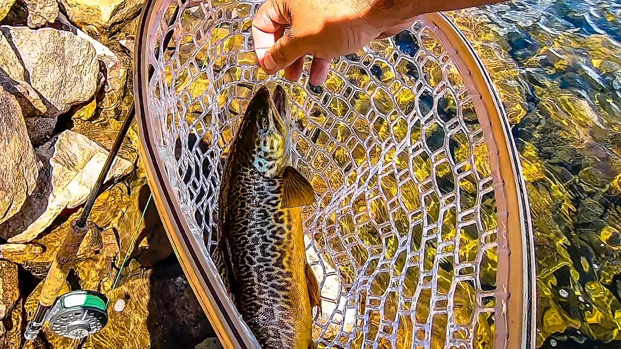 High Uinta Monsters | Castle Lake