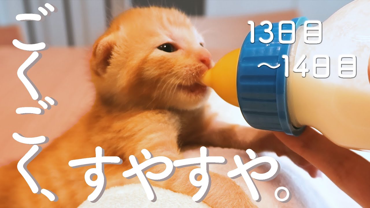 柑橘兄妹　お預かり１３日目～１４日目　保護猫ミルクボランティア