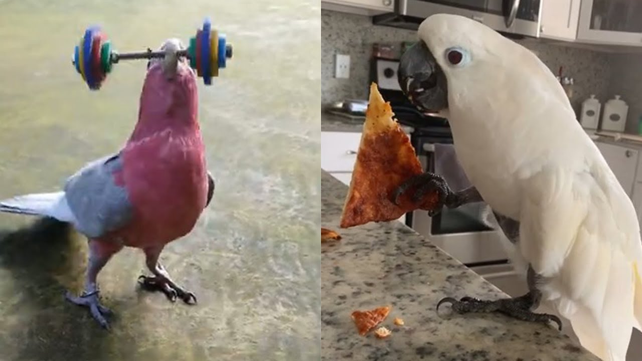 Funny And Cute Parrots - The Most Adorable Parrot Videos 2022
