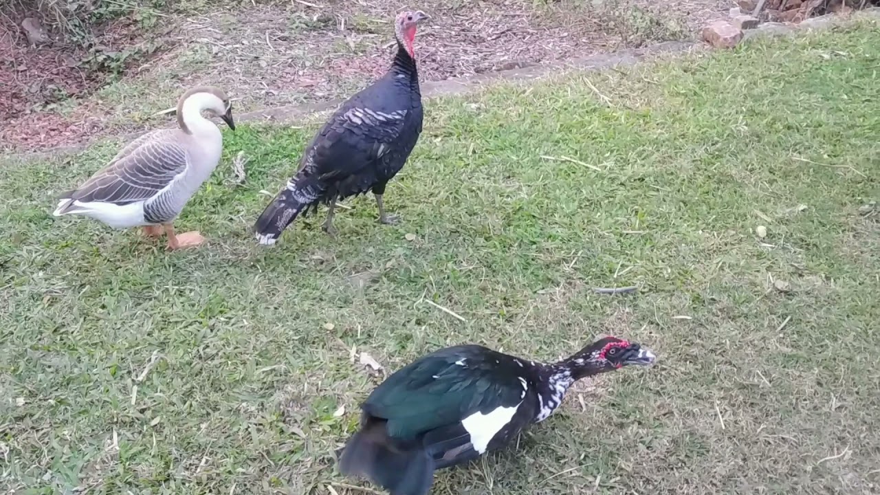 রাজ হাঁস | চিনা হাঁস | টার্কি |China Duck | Raj Hash | Update Agro