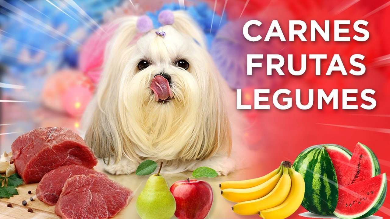 O que a Minha Shih Tzu Come Além da Ração?