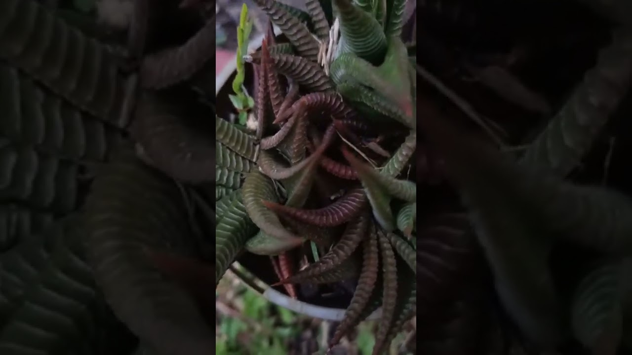 Haworthia limifolia#rare #succulent #plants #thornyfamily #amazing #short