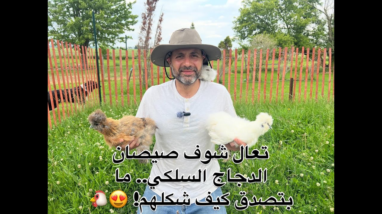 أغرب نوع دجاج ربيته بحياتي! صيصان سلكي من كوكب ثاني! 🛸🐣