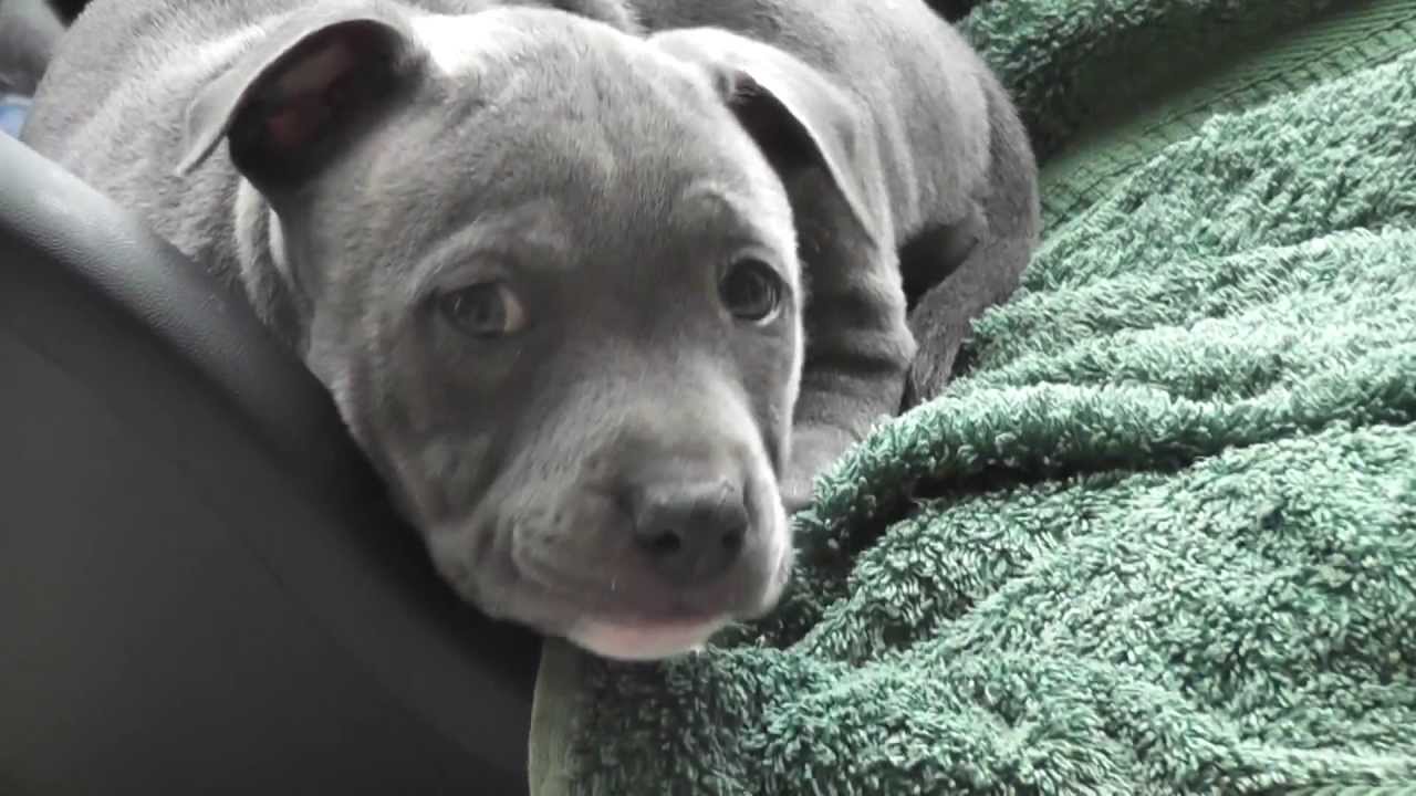 Mia - 0 to six months