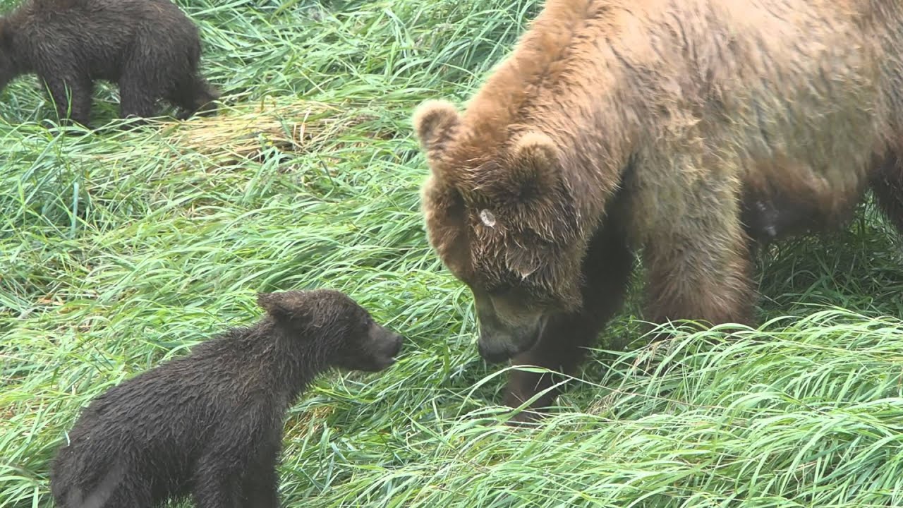 Brown Bear Spring Cubs Play with Mom