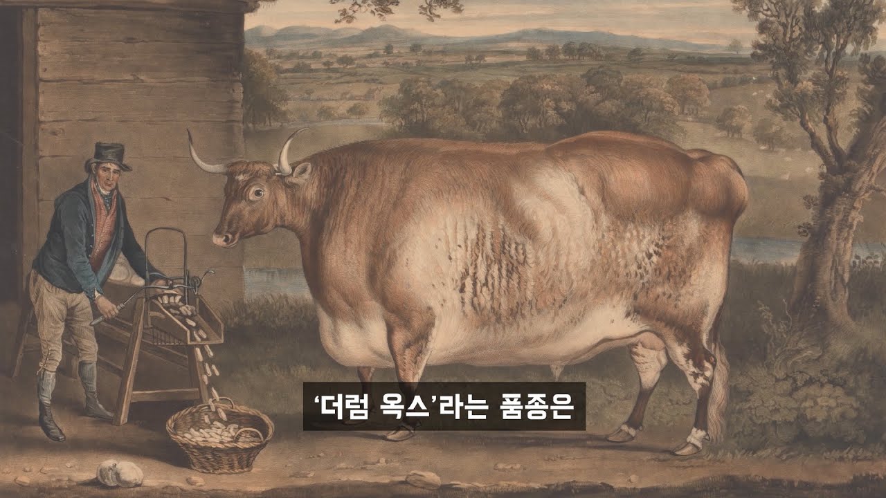 소고기 '마블링'의 역사