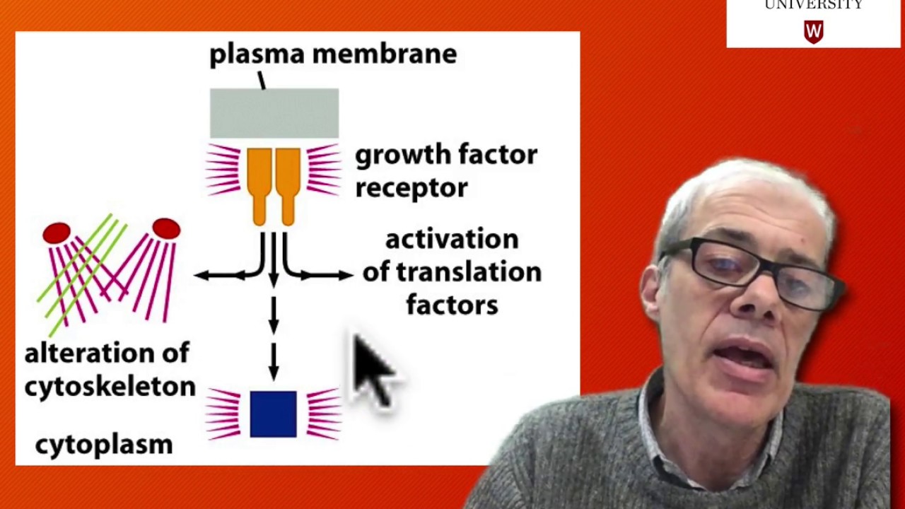 4.2 Cell Signalling - Immediate Early Genes