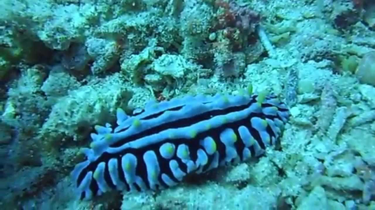 Nudibranco  gigante Berenice 2015