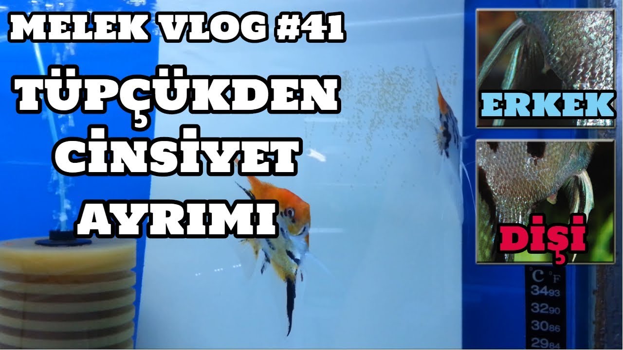 Melek Vlog #41 (Tüpçükden Cinsiyet Ayrımı)