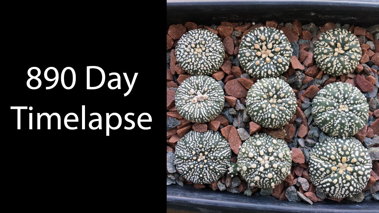 890 Day Timelapse of Astrophytum Asterias Super Kaubto