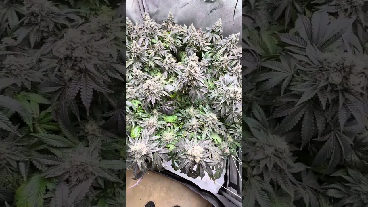 Growing weed Mandarin cookies V2 grow update
