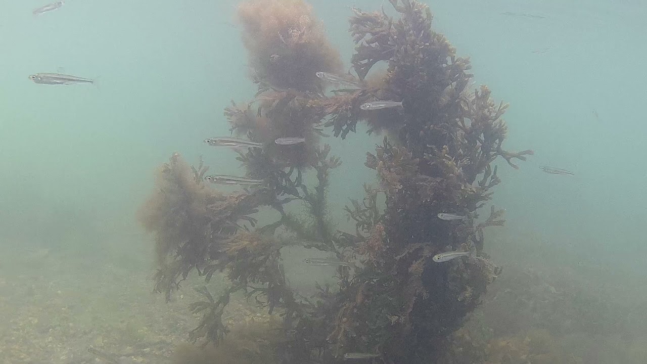 Snorkeling Portland Harbour