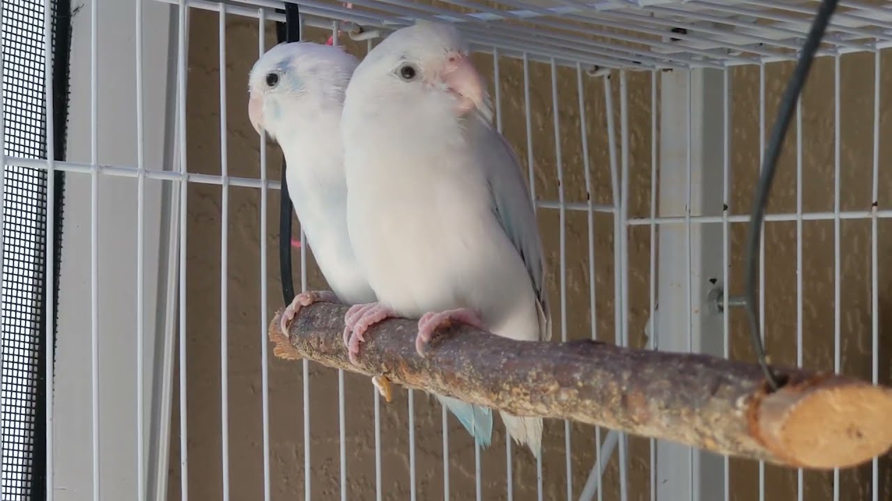 #Parrotlets: How To Introduce Two To Each Other #parrot_bliss