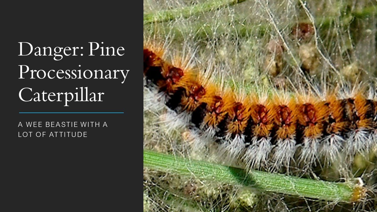 DANGER: PINE PROCESSIONARY CATERPILLAR / A WEE BEASTIE WITH A LOT OF ATTITUDE
