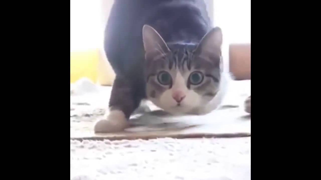 10 Hours - Cat Wiggle Wiggle Wiggle!
