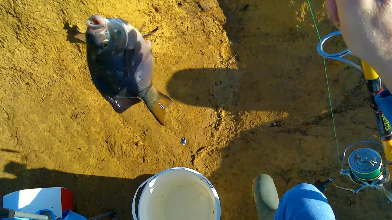 Catching Striped Perch at Portuguese Beach! BONUS tip on how to get free fishing weights!!!!!!!!!!
