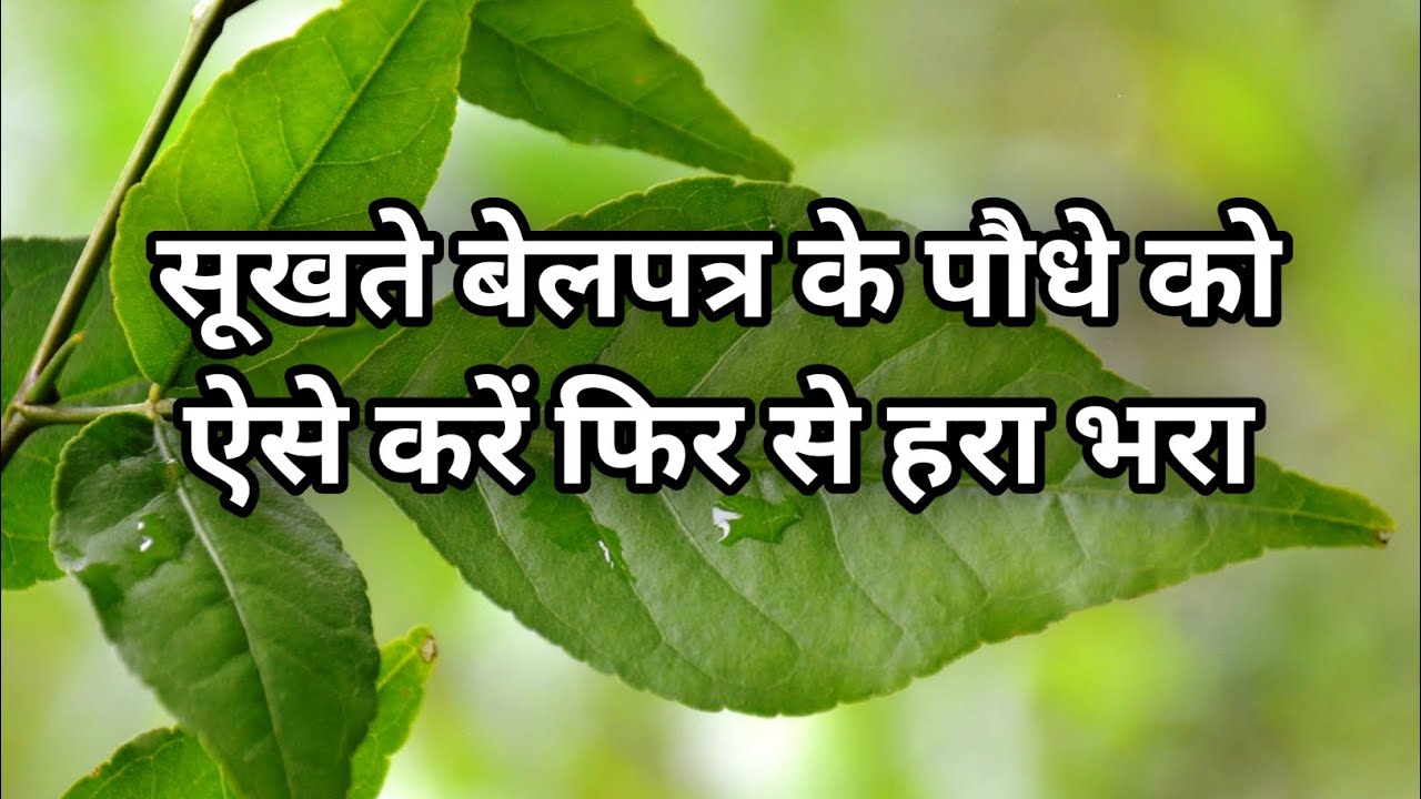 सूखते बेलपत्र के पौधे को ऐसे करें फिर से हरा भरा | how to revive belpatra plant