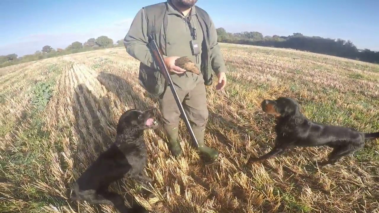 epagneul bleu de picardie chasse 15.10.16